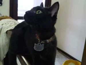 Gato raça Sem raça idade 2 a 6 meses nome Elvira