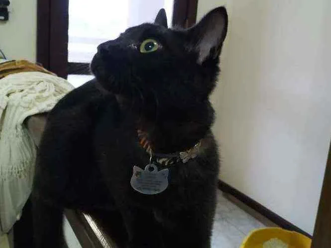 Gato ra a Sem raça idade 2 a 6 meses nome Elvira