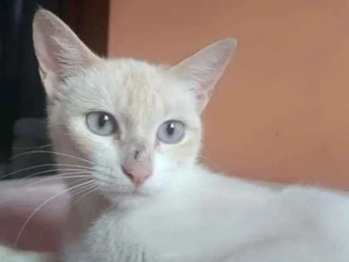 Gato ra a Srd idade 1 ano nome Chaya