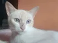 Chaya