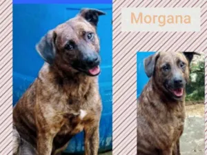 Cachorro raça SRD-ViraLata idade 4 anos nome MORGANA