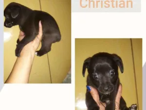 Cachorro raça SRD-ViraLata idade 2 a 6 meses nome CHRISTIAN