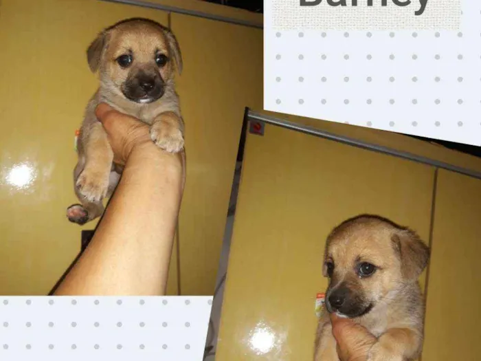 Cachorro ra a SRD-ViraLata idade 2 a 6 meses nome BARNEY
