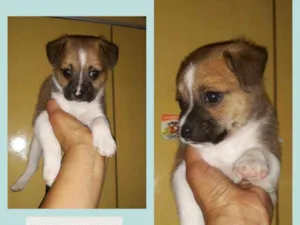 Cachorro raça SRD-ViraLata idade 2 a 6 meses nome BUDA