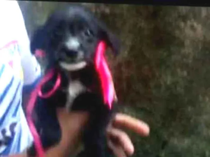 Cachorro ra a SRD-ViraLata idade 2 a 6 meses nome BABUSKA