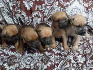 Cachorro raça Yorkshire  idade 2 a 6 meses nome Sem nome