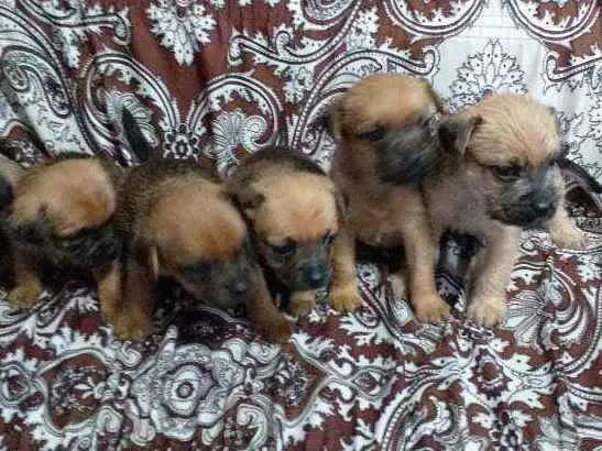 Cachorro ra a Yorkshire  idade 2 a 6 meses nome Sem nome