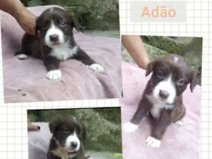 Cachorro raça SRD-ViraLata idade 2 a 6 meses nome ADÃO