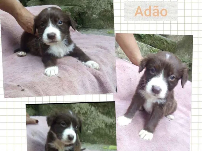 Cachorro ra a SRD-ViraLata idade 2 a 6 meses nome ADÃO