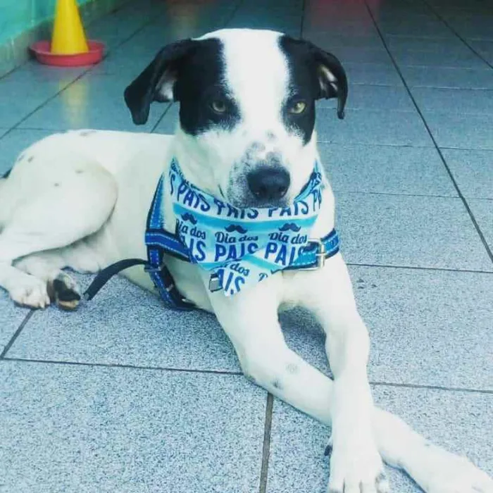 Cachorro ra a Srd idade 2 anos nome Bob Jr