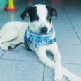 Bob Jr