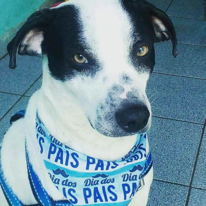 Cachorro ra a Srd idade 2 anos nome Bob Jr