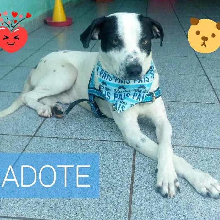 Cachorro ra a Srd idade 2 anos nome Bob Jr
