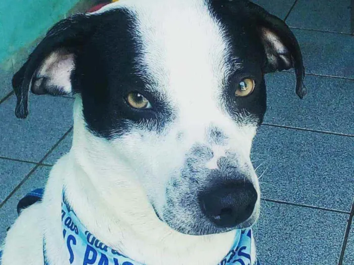 Cachorro ra a Srd idade 2 anos nome Bob Jr