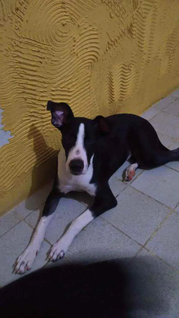 Cachorro ra a Indefinido idade 1 ano nome Luppy