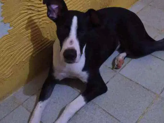 Cachorro ra a Indefinido idade 1 ano nome Luppy