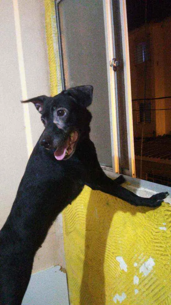 Cachorro ra a Indefinido idade 3 anos nome Lua