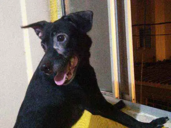 Cachorro ra a Indefinido idade 3 anos nome Lua