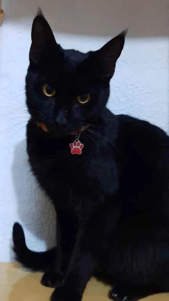 Gato ra a Srd idade 7 a 11 meses nome Luke