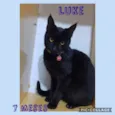 Luke