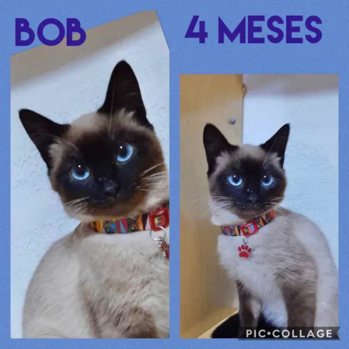 Gato ra a Srd idade 2 a 6 meses nome Bob