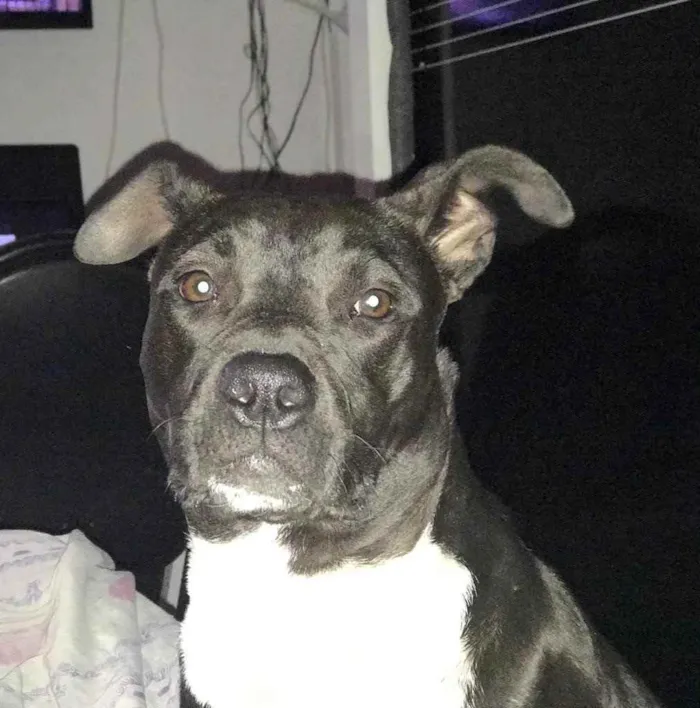 Cachorro raça Pitybul idade 1 ano nome Safira