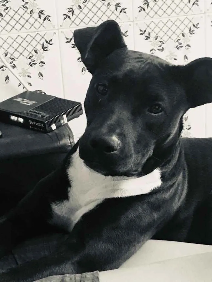 Cachorro raça Pitybul idade 1 ano nome Safira