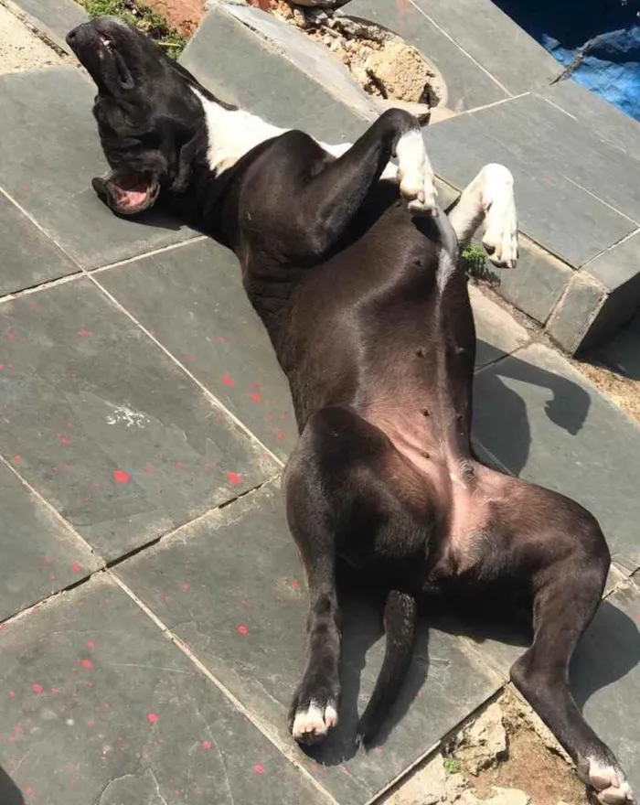 Cachorro raça Pitybul idade 1 ano nome Safira