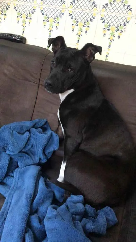 Cachorro raça Pitybul idade 1 ano nome Safira