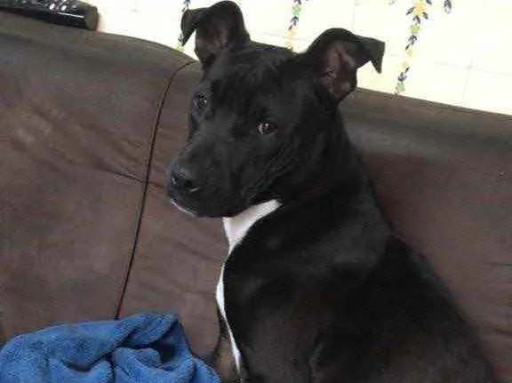 Cachorro raça Pitybul idade 1 ano nome Safira