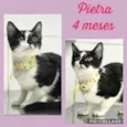 Pietra