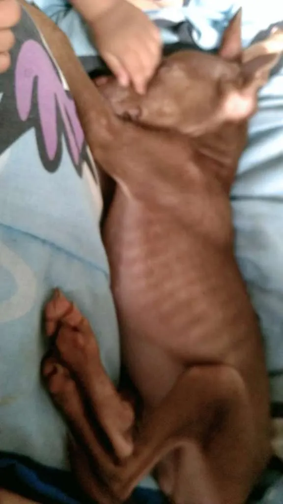 Cachorro raça  idade 2 a 6 meses nome Apollo