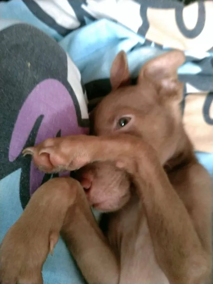 Cachorro raça  idade 2 a 6 meses nome Apollo