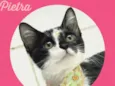 Pietra