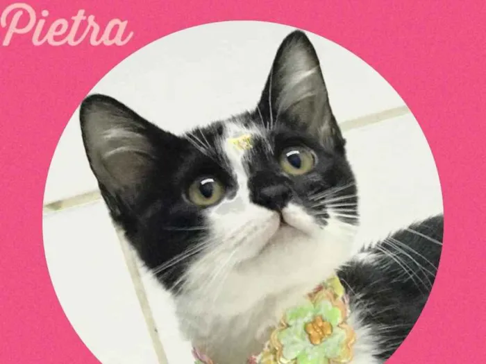 Gato ra a Srd idade 2 a 6 meses nome Pietra