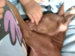 Cachorro raça  idade 2 a 6 meses nome Apollo