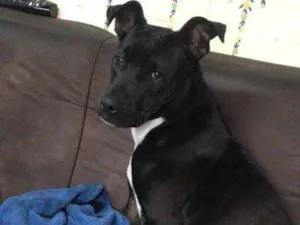Cachorro raça Pitybul idade 1 ano nome Safira