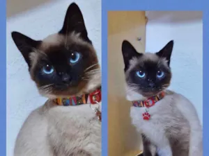 Gato raça Srd idade 2 a 6 meses nome Bob