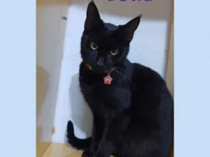 Gato raça Srd idade 7 a 11 meses nome Luke
