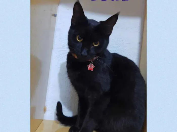 Gato ra a Srd idade 7 a 11 meses nome Luke