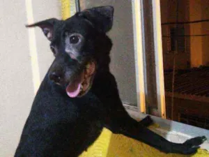 Cachorro raça Indefinido idade 3 anos nome Lua