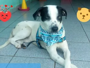 Cachorro raça Srd idade 2 anos nome Bob Jr