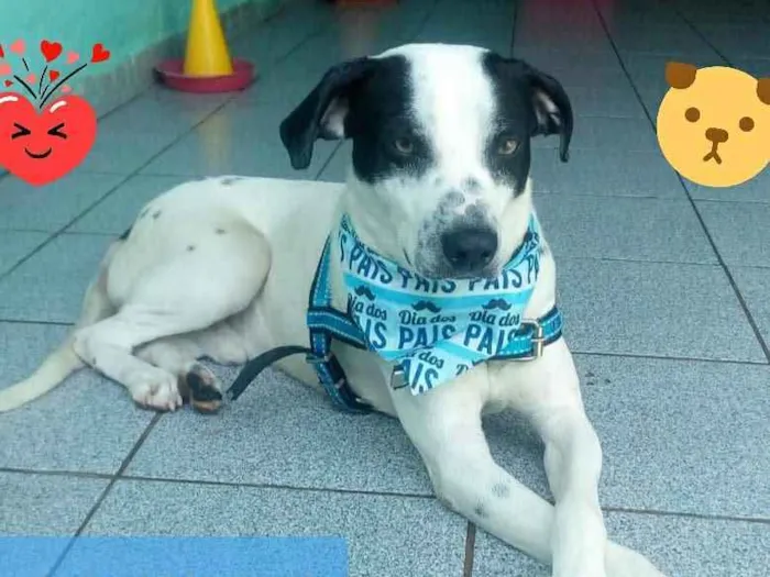 Cachorro ra a Srd idade 2 anos nome Bob Jr