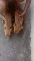 Cachorro