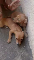 Cachorro