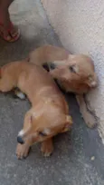 Cachorro