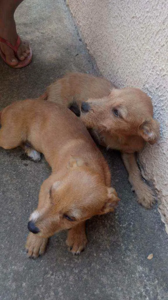 Cachorro ra a Vira lata idade 2 a 6 meses nome Cachorro