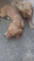 Cachorro
