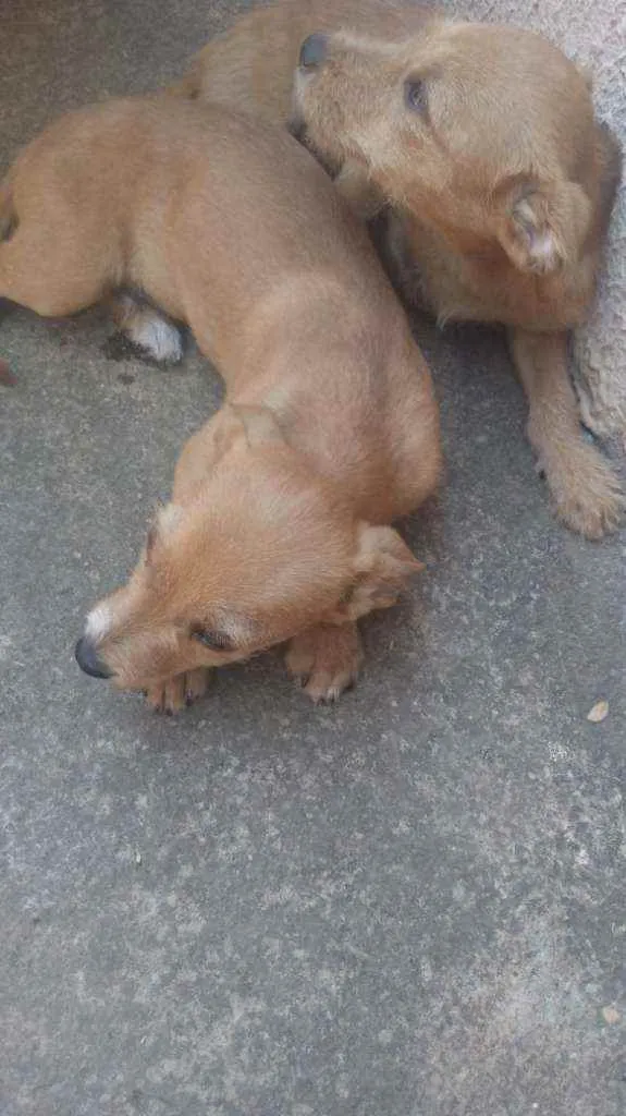 Cachorro ra a Vira lata idade 2 a 6 meses nome Cachorro