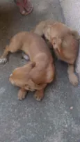 Cachorro